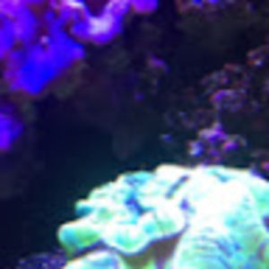 Meet your Posher, Lucy